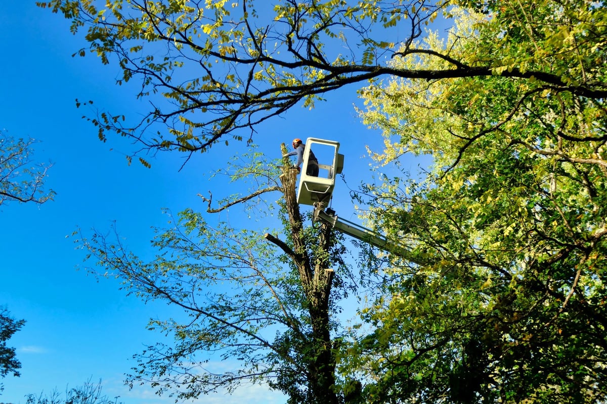 Tree surgeon using a telescopic handler to cut branches off a tall tree