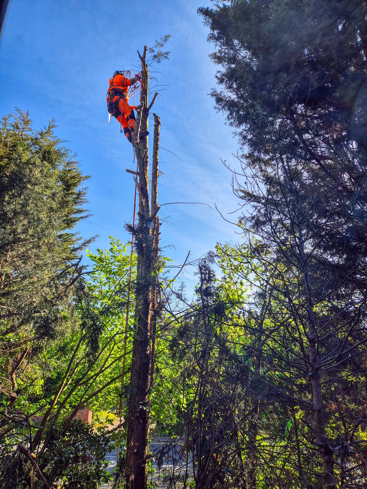 Workers removing a pine tree with tree services equipment